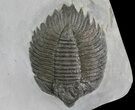 Killer, Double Arctinurus Trilobite Plate - New York #68089-3